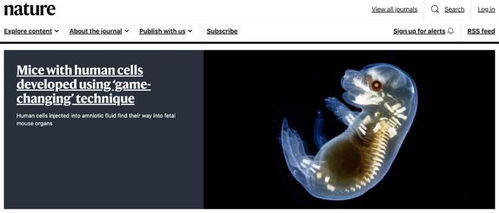 類(lèi)器官技術(shù)新突破 華人學(xué)者利用人體干細(xì)胞在小鼠體內(nèi)培育人類(lèi)細(xì)胞